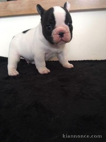 chiots bouledogue français à donner 