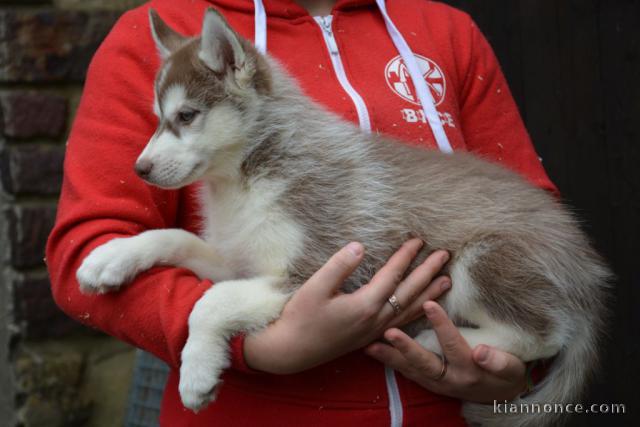Husky sibérien à donner 