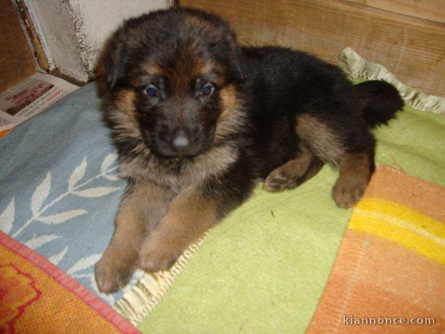 chiot type berger allemand 