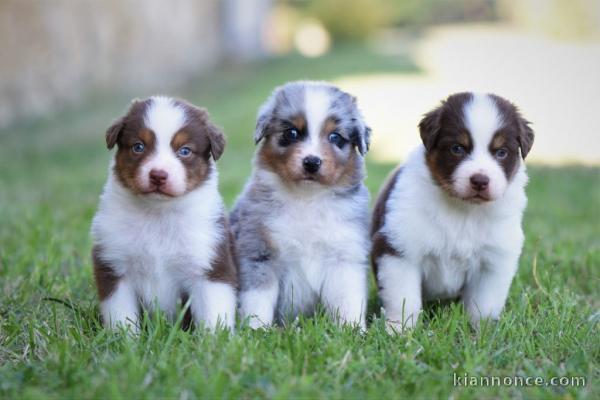 chiot berger australien lof disponible 
