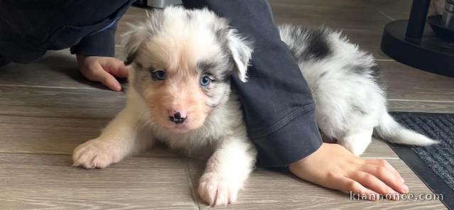 bébé chiot berger australien mâle à donner 