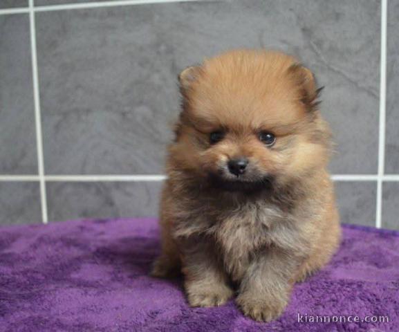 chiot spitz allemand race pure a donner 