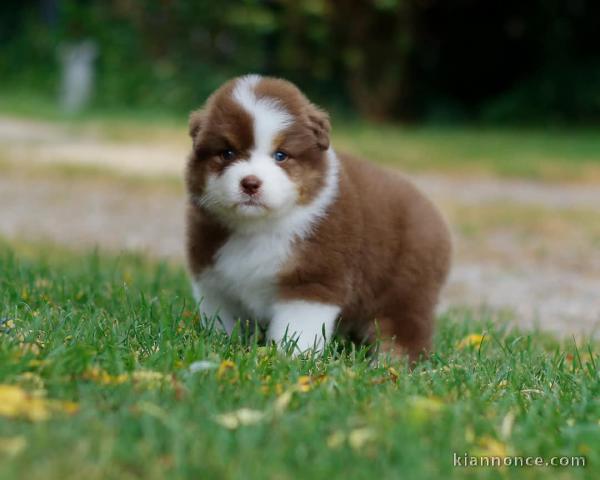 chiot berger australien mâle a donner 
