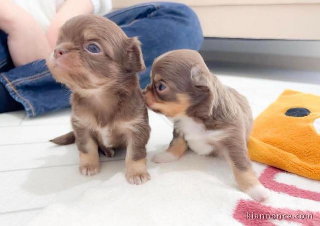 chiot chihuahua a donner 
