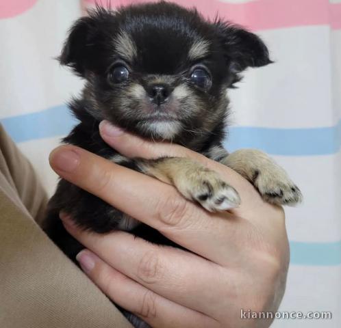 chiot chihuahua disponible femelle 