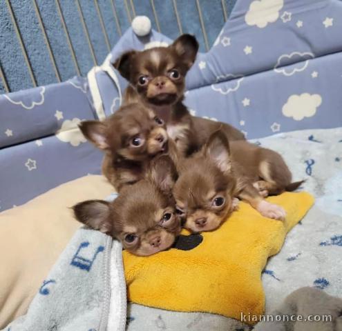 Chiot chihuahua chocolat a donner urgent 