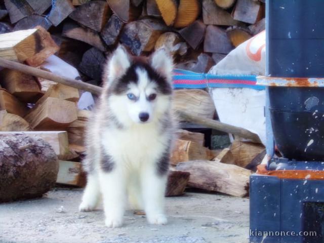 adorable chiot pomsky mâle 