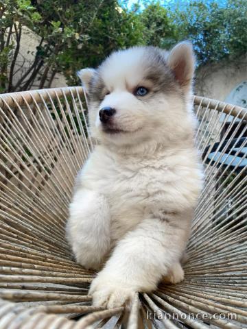 chiot pomsky femelle disponible 