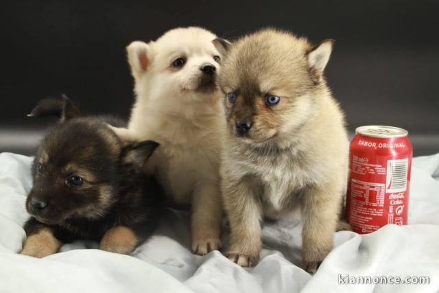 chiot pomsky adorable 