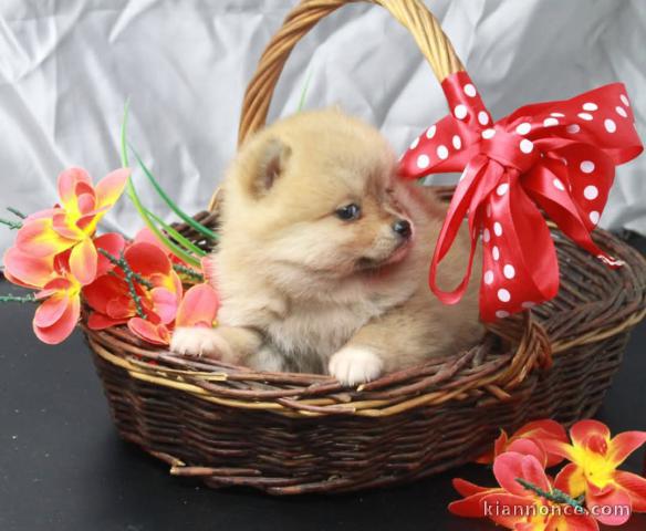 bébé chiot pomsky mâle pour compagnie 