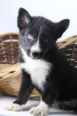 chiot pomsky femelle a donner 