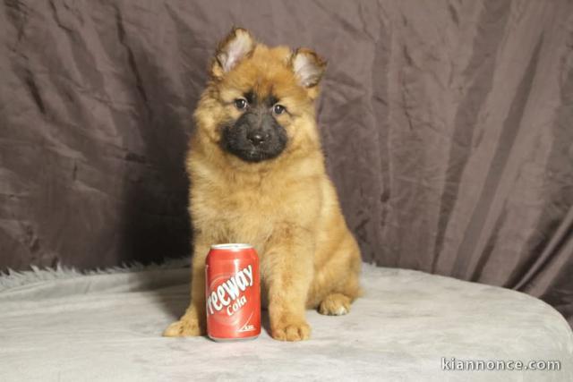 chiot pomsky mâle a donner 