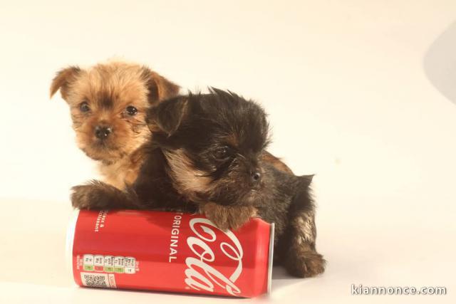 à adopter chiot pomsky 