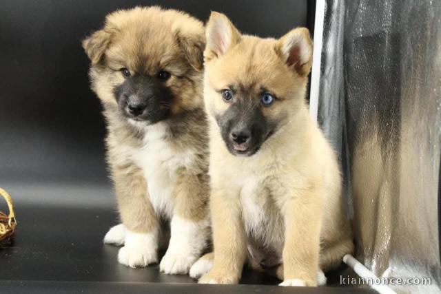 chiot pomsky mâle et femelle à donner 