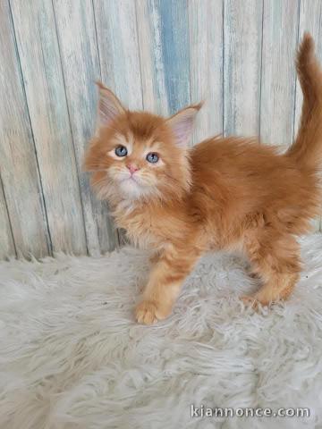 Chaton Maine coon roux disponible 