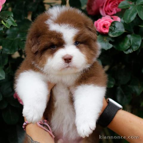 chiot berger australien mâle adorable 