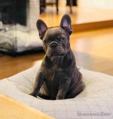 chiot bulldog français a donner 