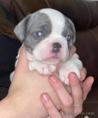 Bulldog français mâle 