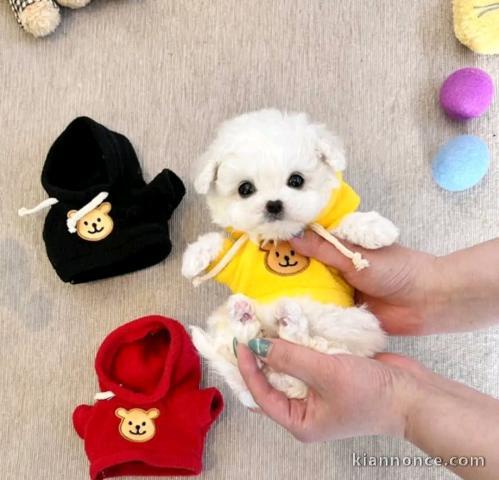 adorable chiot bichon maltais a donner 