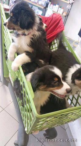 Chiot berger australien lof mâle et femelle 