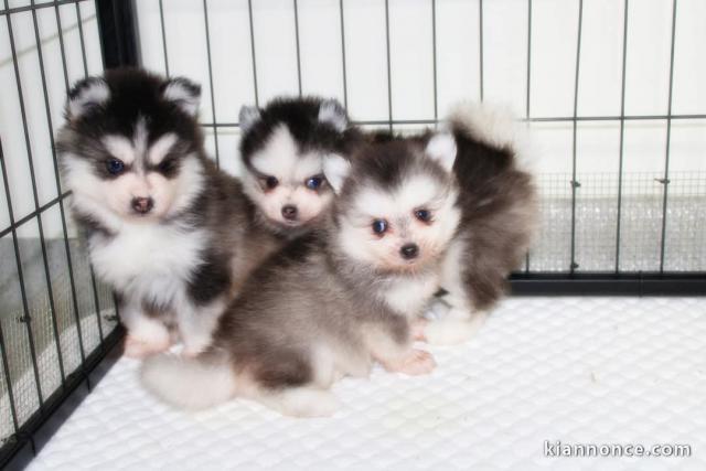 adoption chiot pomsky 