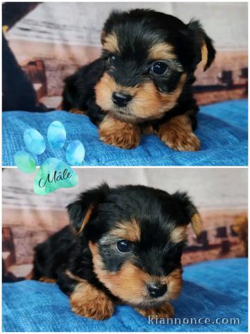 chiot Yorkshire mâle a donner 