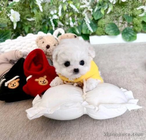 adorable chiot bichon disponible 