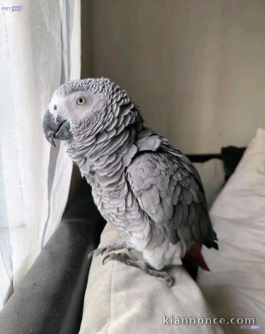 Bébé perroquet gris Gabon adopter 