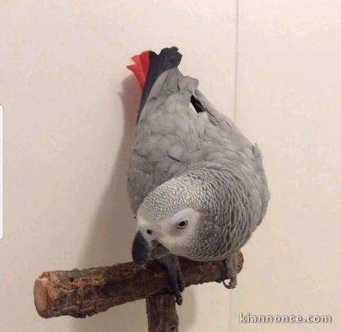 Perroquet gris Gabon adopter 