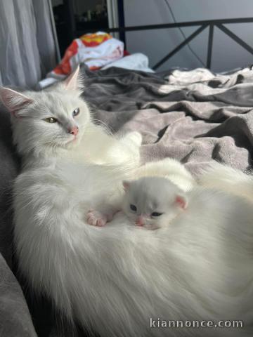 Bébé chaton ragdoll femelle a donner 