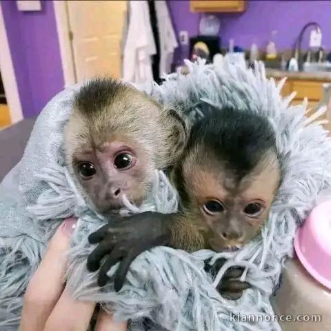 Bébé singe capucin à donner 