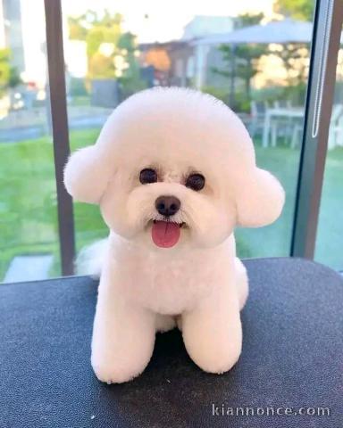 chiot bichon maltais mâle a donner 