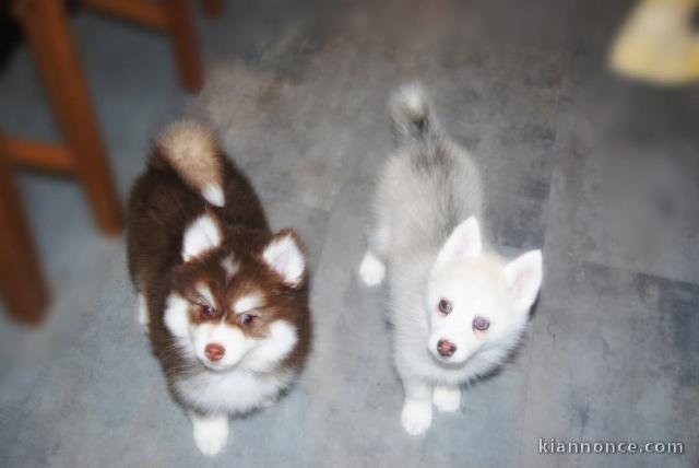 chiot pomsky à donner 