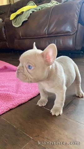 chiot bouledogue français femelle a donner 