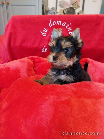 adorable chiot Yorkshire terrier 