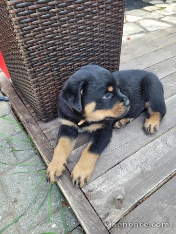À adopter chiot rottweiler disponible 