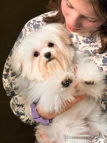 chiot bichon a donné 