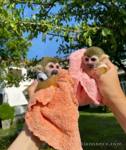 Singe capucin a donner 