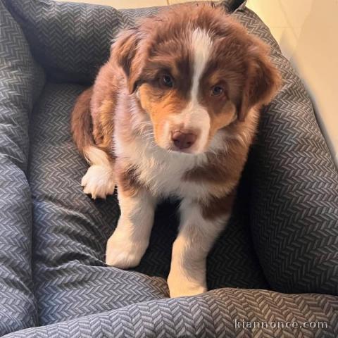 adorable chiot berger australien femelle a donner 