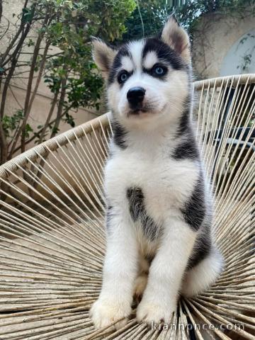 chiot pomsky mâle a donner 