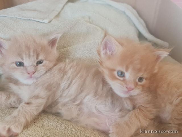 chaton Maine coon à donner 