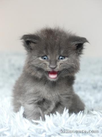 chaton Maine coon a donner 