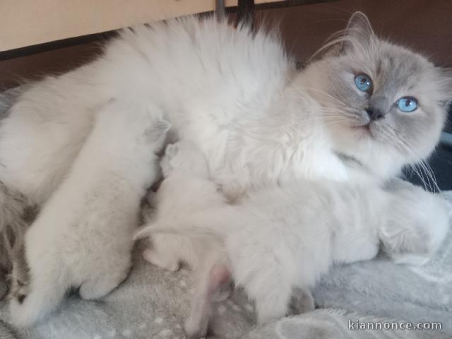Adorable chaton ragdoll femelle a donner 