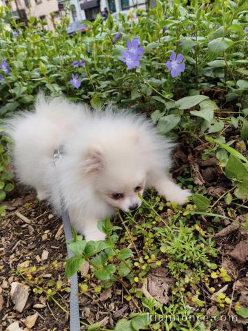 chiot spitz allemand a donner 