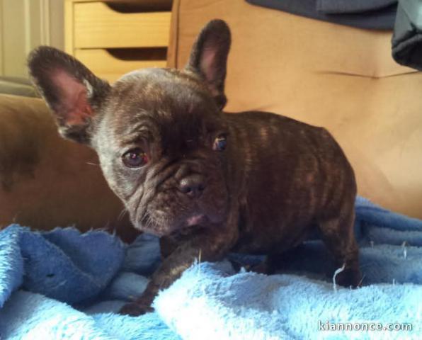 chiot bouledogue français disponible 