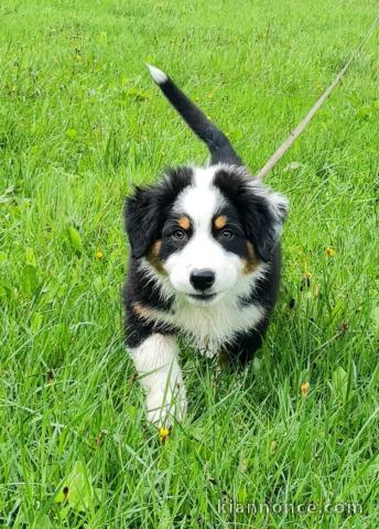 chiot berger australien femelle a donner 