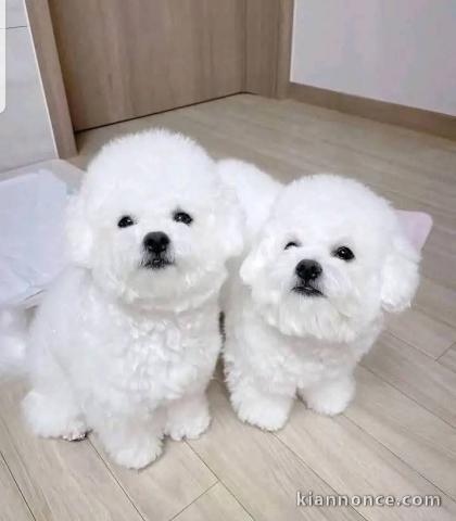 chiot bichon frisé a donner 