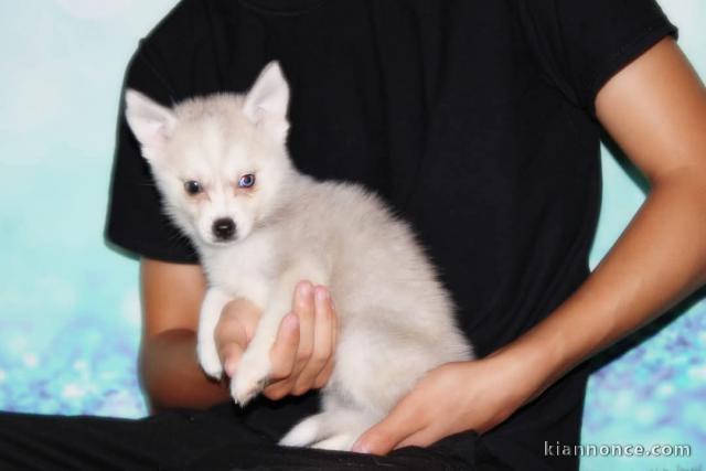 chiot pomsky mâle adorable 