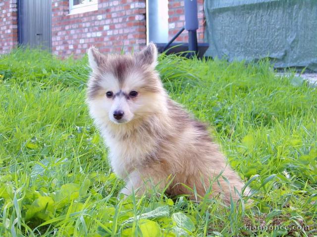 Bébé pomsky lof magnifique 