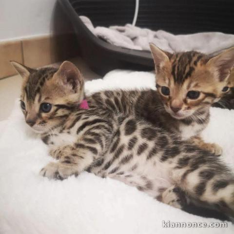 Adoption chatons Bengal 